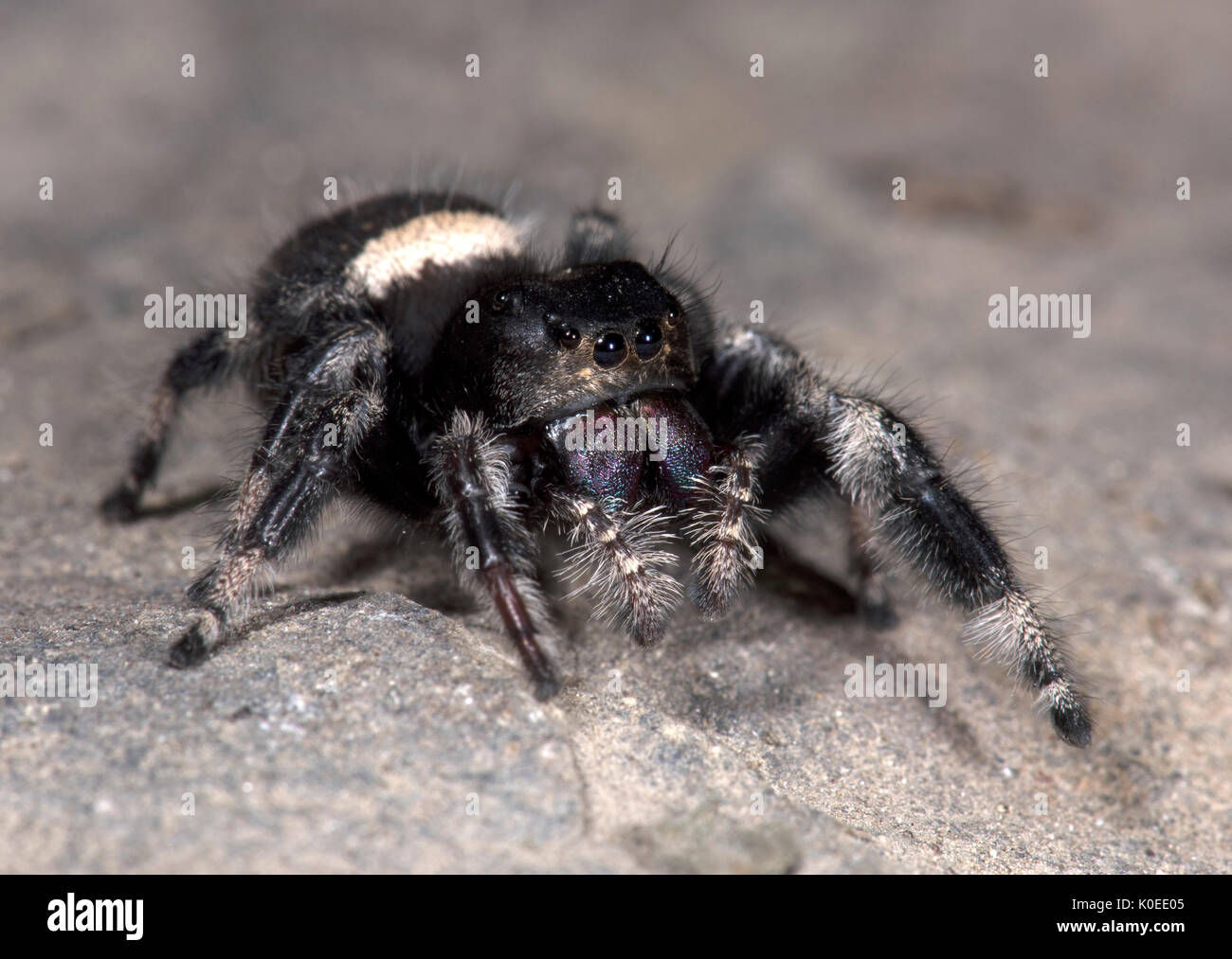 Wallpaper #e2dv9JIBSpphPi3-JXru50 Regal Jumping Spider Phyddipus Regius Female Largest Species of