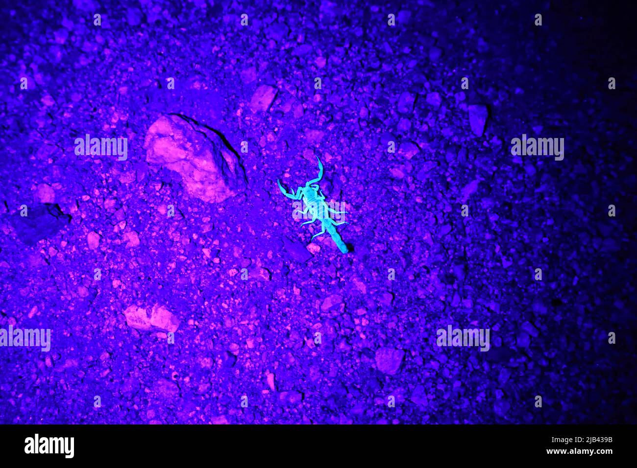 Wallpaper #9mdFCpMBSpphPi3-NNO0364 Scorpion Crawling on the Desert Floor Stock Photo Alamy
