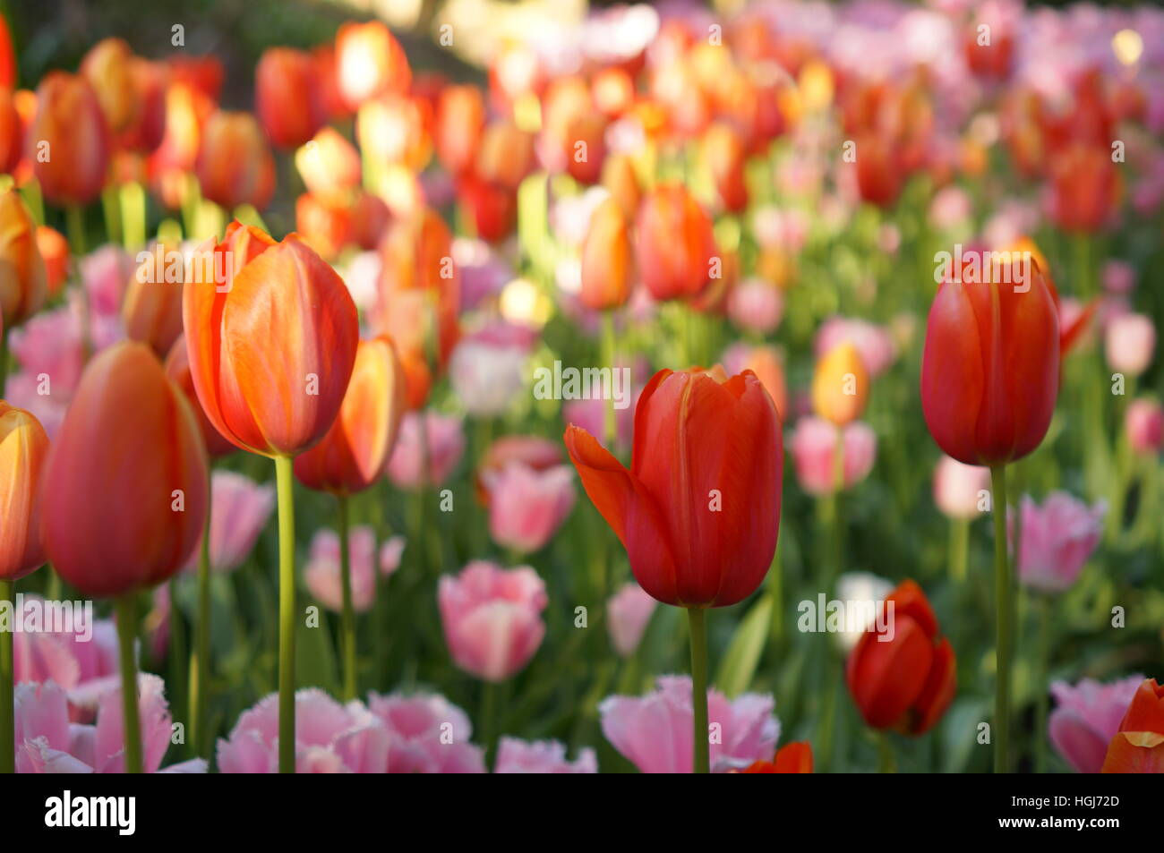 Wallpaper #0f480 Tulips Golden Varietie Stock Image Image of Grass 19338473