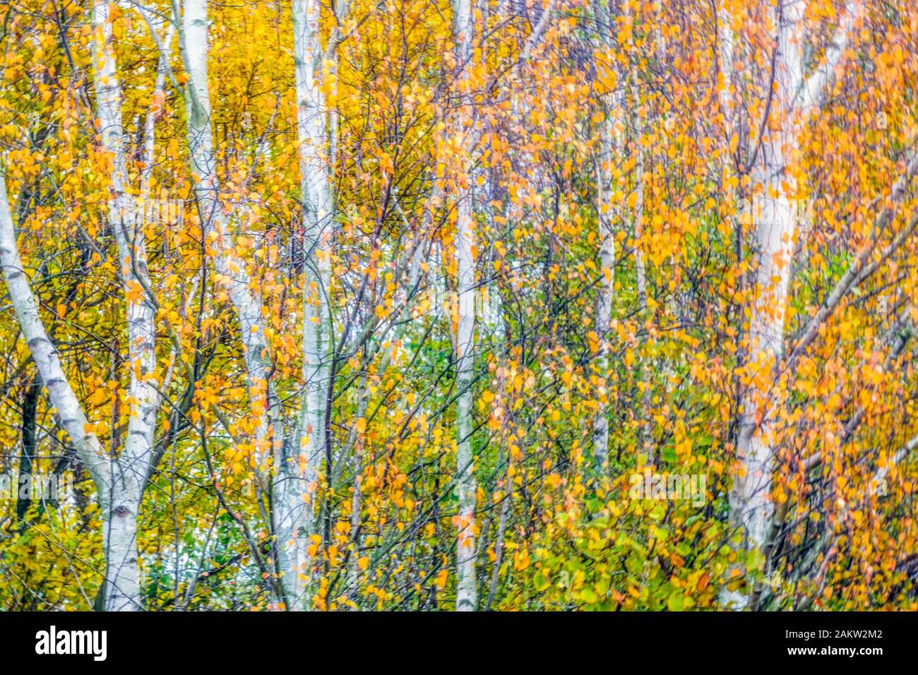 Wallpaper #d2c4EZMBSpphPi3-OPZ1196 Abstract of Autumn Forest Stock Photo Alamy