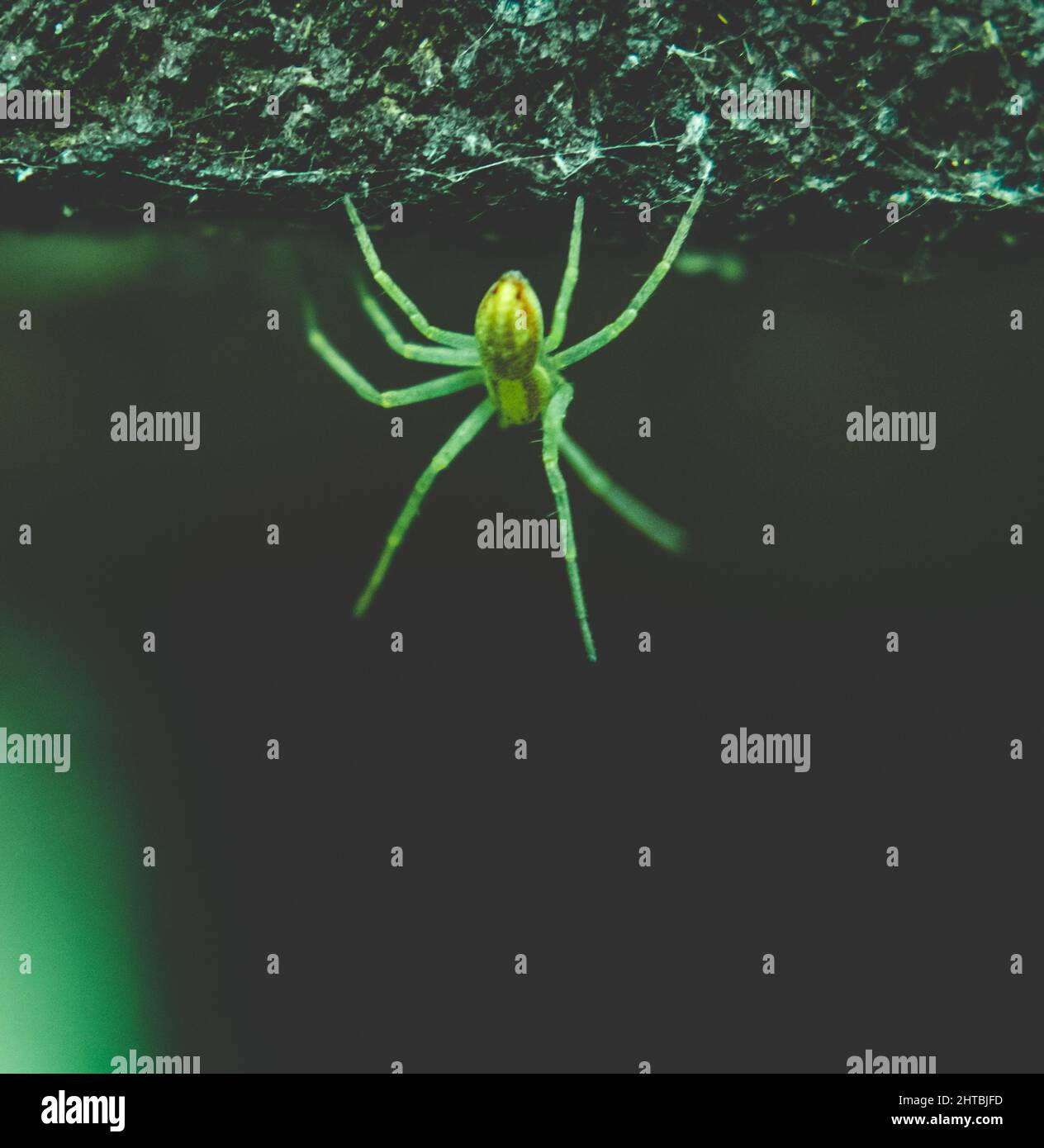 Wallpaper #-vQcOpMBKFX8bn3rt3dJ337 Green Hunter Spider Underwater Stock Photo Alamy