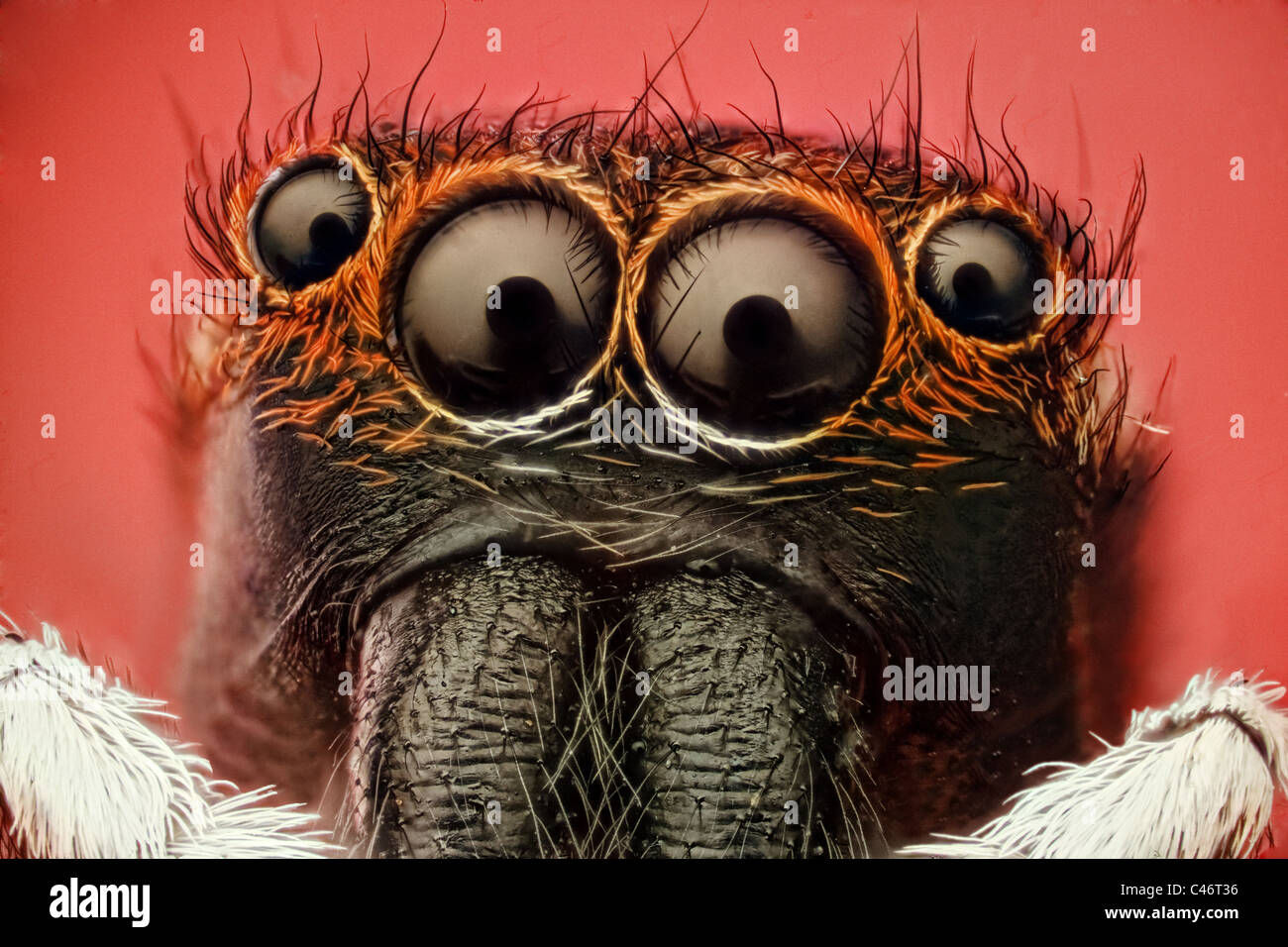 Wallpaper #e2dv9JIBSpphPi3-JXru45 Jumping Spider About 500 Species Making It the Largest Spider Family