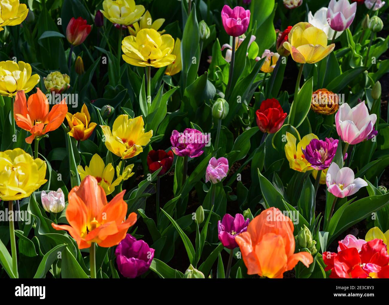 Wallpaper #0f480 Tulips Golden Varietie Stock Image Image of Grass 19338473