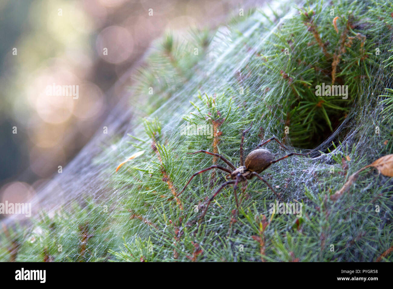 Wallpaper #82dGAZMBSpphPi3-KqlJ60 Close Up of a Venomous Funnel Web Spider Leaving Its Funnel Shaped Lair