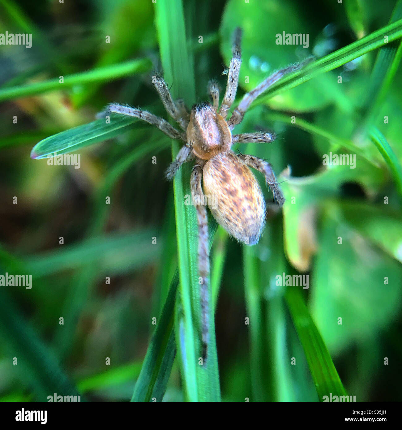 Wallpaper #H_SpOZMBKFX8bn3rSXeg321 Garden Ghost Spider Stock Photo Alamy