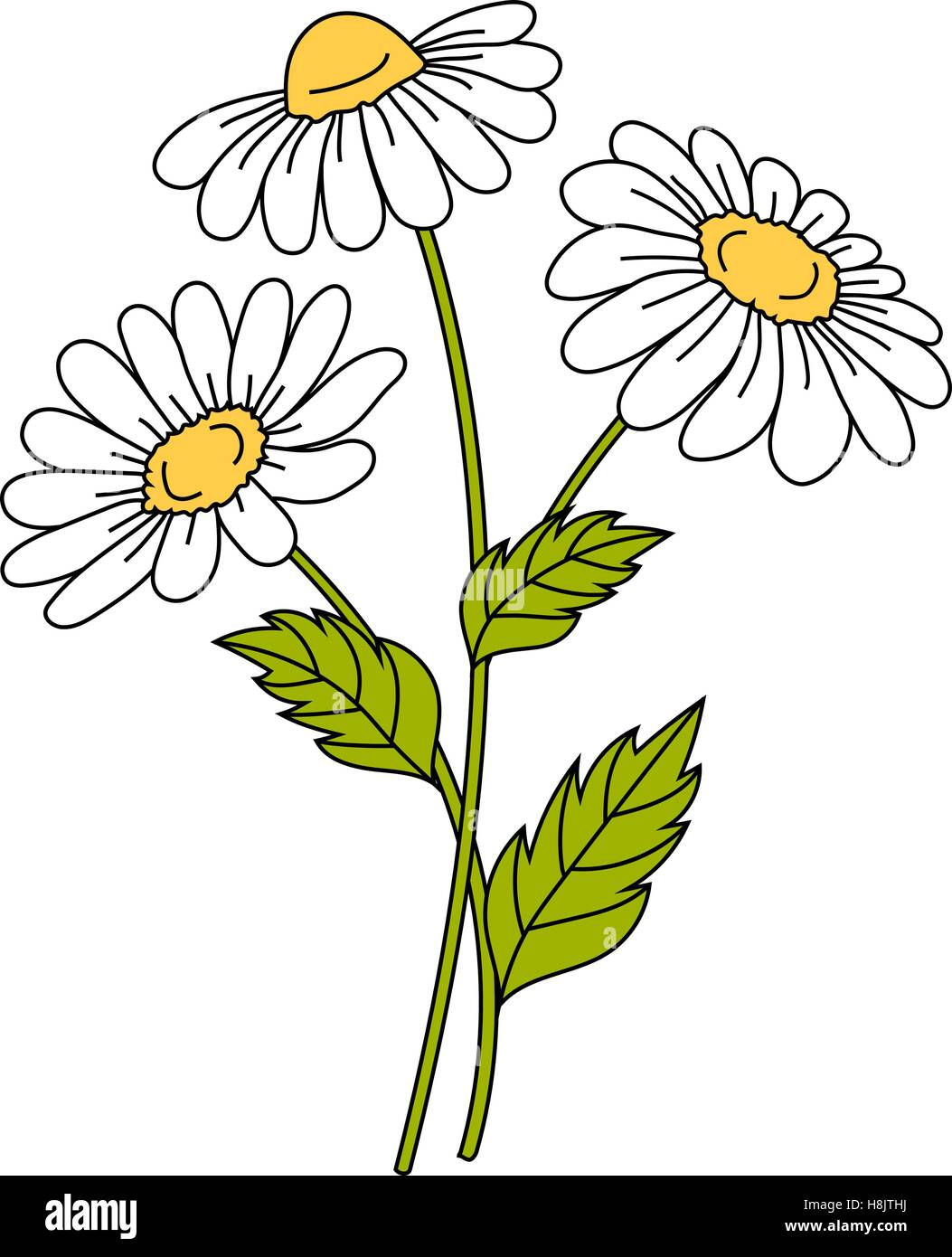 Wallpaper #3mhXIpMBSpphPi3-4TKc194 Beautiful Daisies on White Background Stock Vector Image Art Alamy