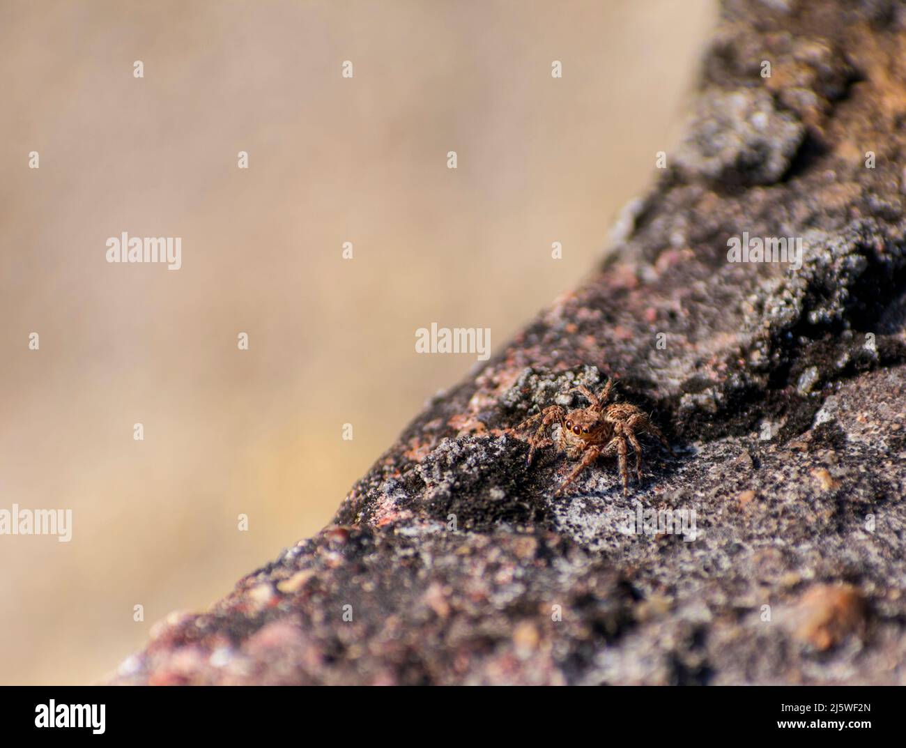 Wallpaper #e2dv9JIBSpphPi3-JXru213 Jumping Spider is the Largest Family of Spiders More Than 6000 or 13