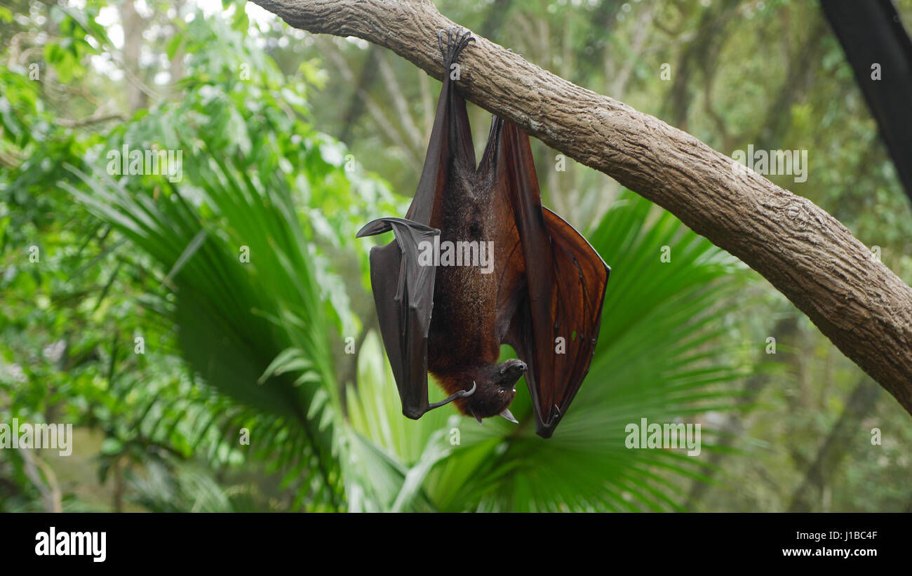 Wallpaper #2mdTDJMBSpphPi3-nt1P256 Fruit Bats Hi Res Stock Photography and Images Alamy