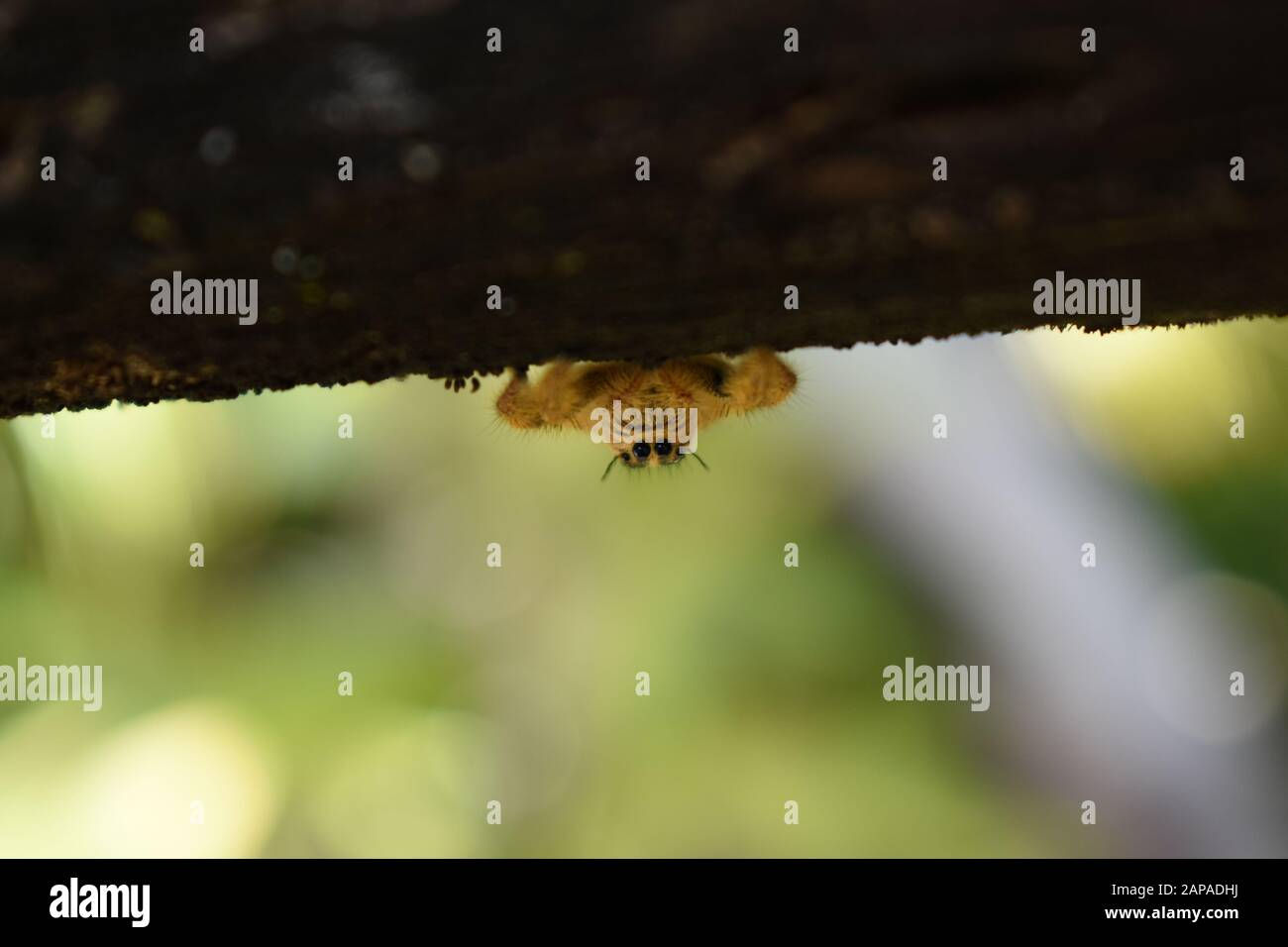 Wallpaper #e2dv9JIBSpphPi3-JXru257 Close Up Photo of a Yellow Giant Jumping Spider Hyllus Sp Crawling
