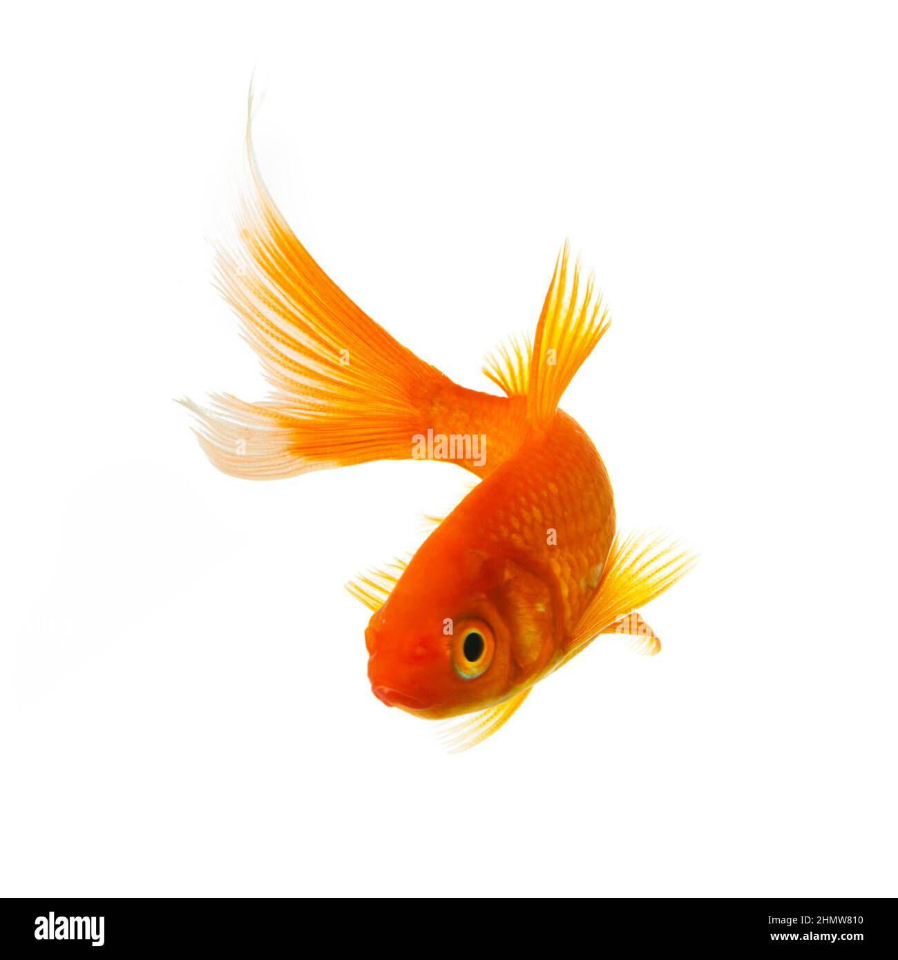 Wallpaper #5e6bc Black Yellow Koi Fish Fish Koi Tattoo Png and Vector with 5016 the
