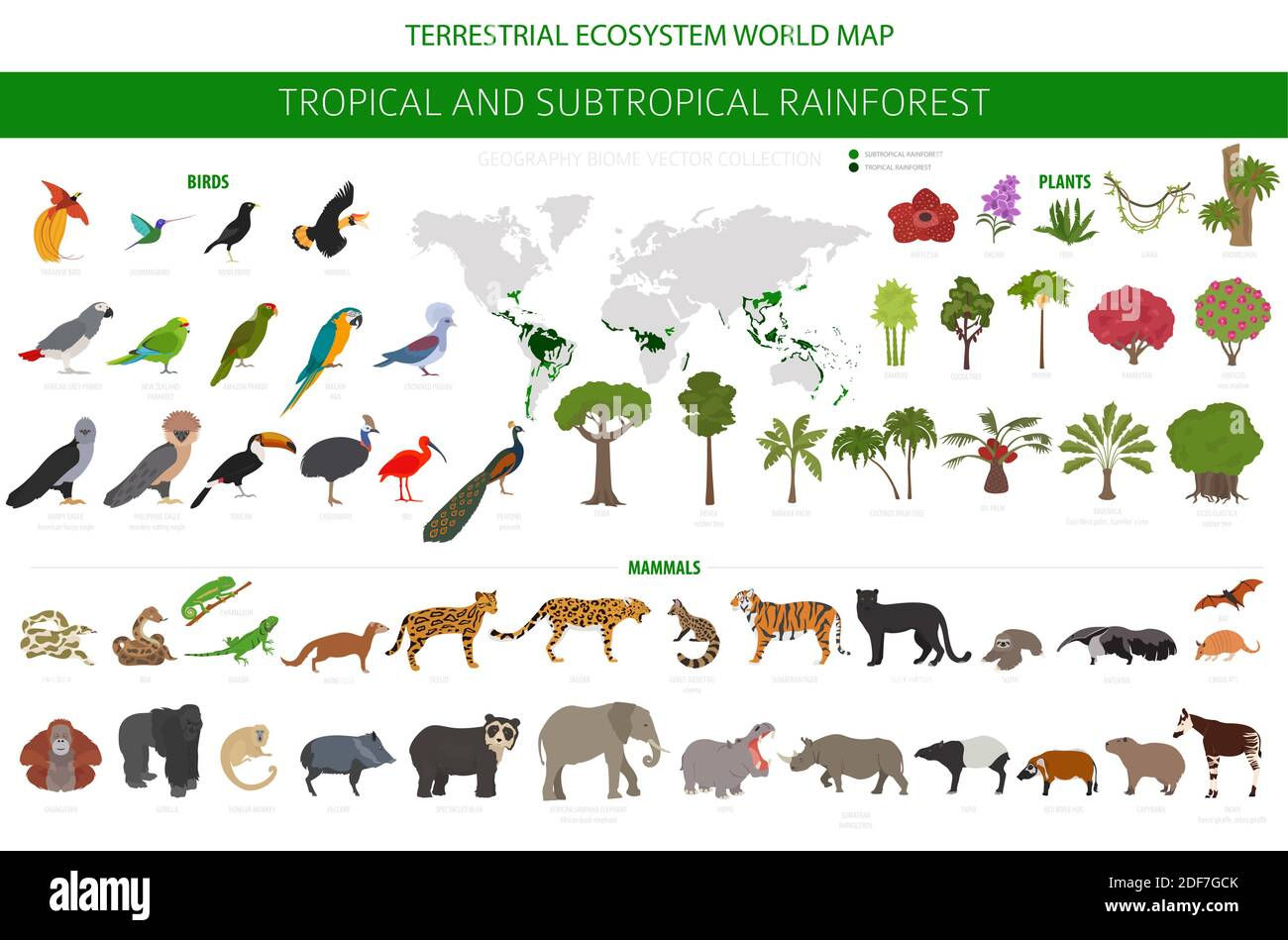 Wallpaper #sXf8J5MB-pgBXx60hKh222 Tropical Rainforest Animals Species