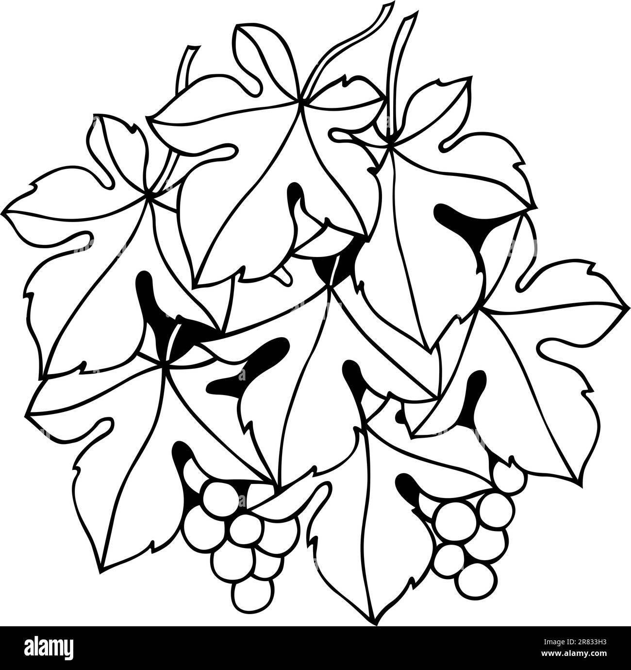 Wallpaper #5mdt8JIBSpphPi3-RGZx382 Vine Photography Stock Vector Images Alamy