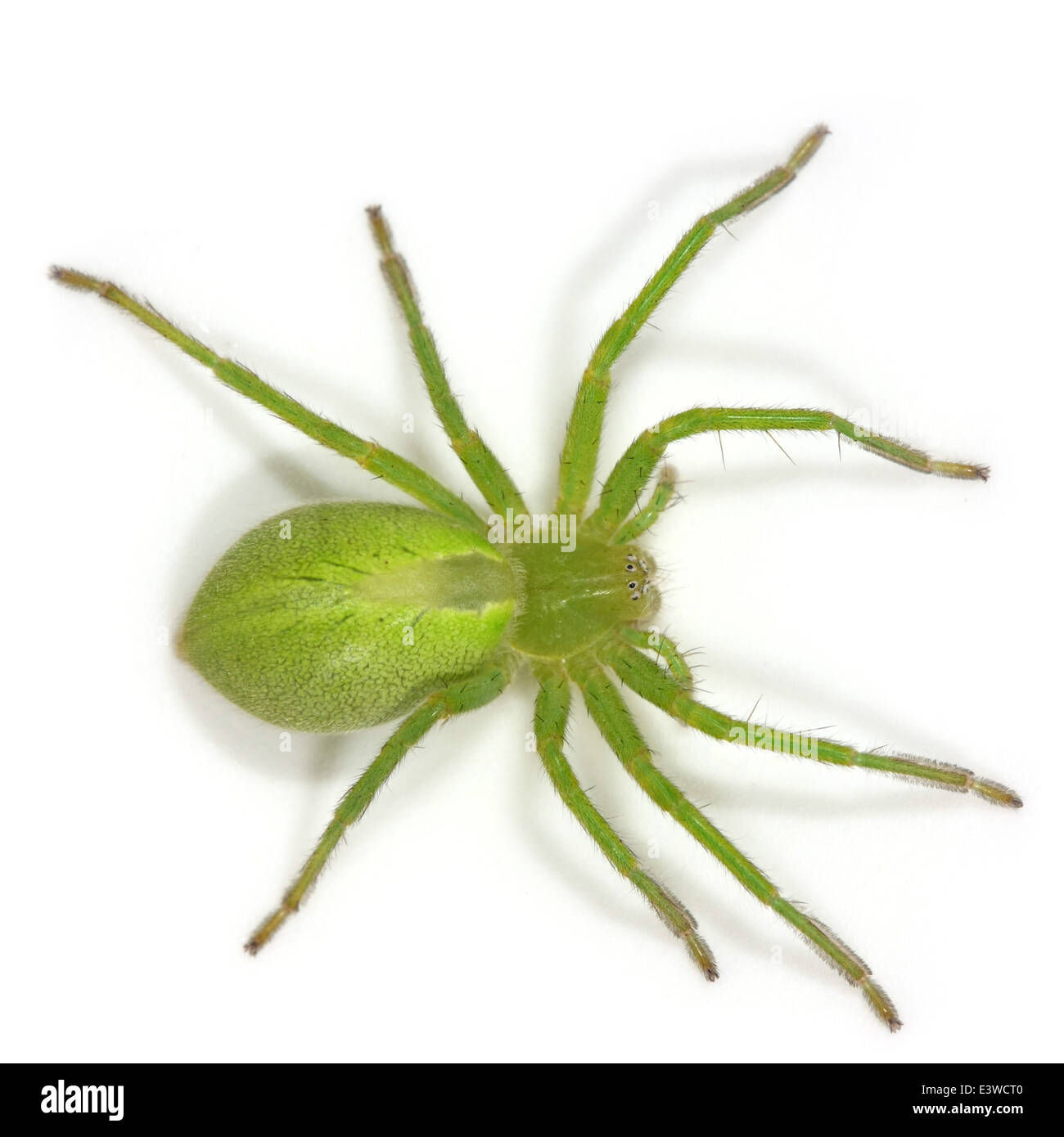 Wallpaper #-vQcOpMBKFX8bn3rt3dJ242 Female Green Huntsman Spider Micrommata Virescens Part of the Family