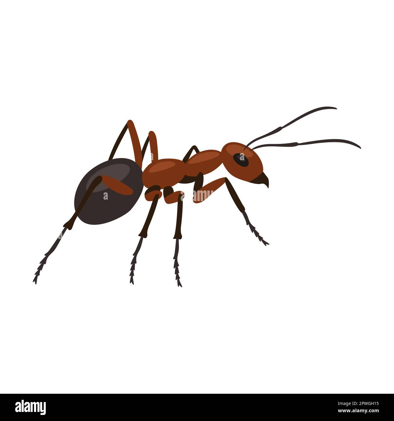 Wallpaper #SWdXCpMBSpphPi3-q9Qk287 Field Grasshopper Stock Vector Images Alamy