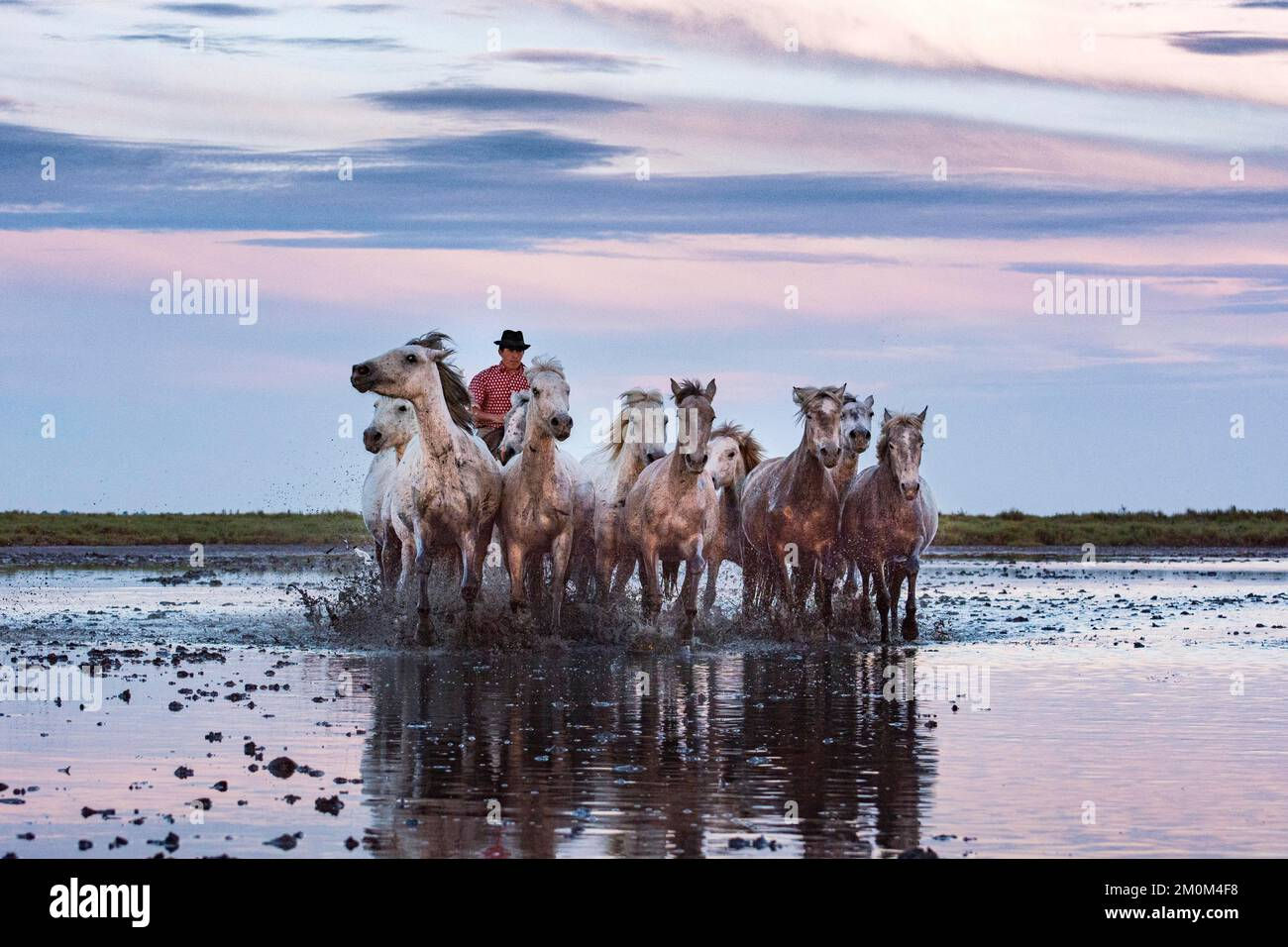 Wallpaper #8h2ULJMBlOZrFDOkIMqE382 Stunning Images of White Horses Galloping with Their Beautiful Mane