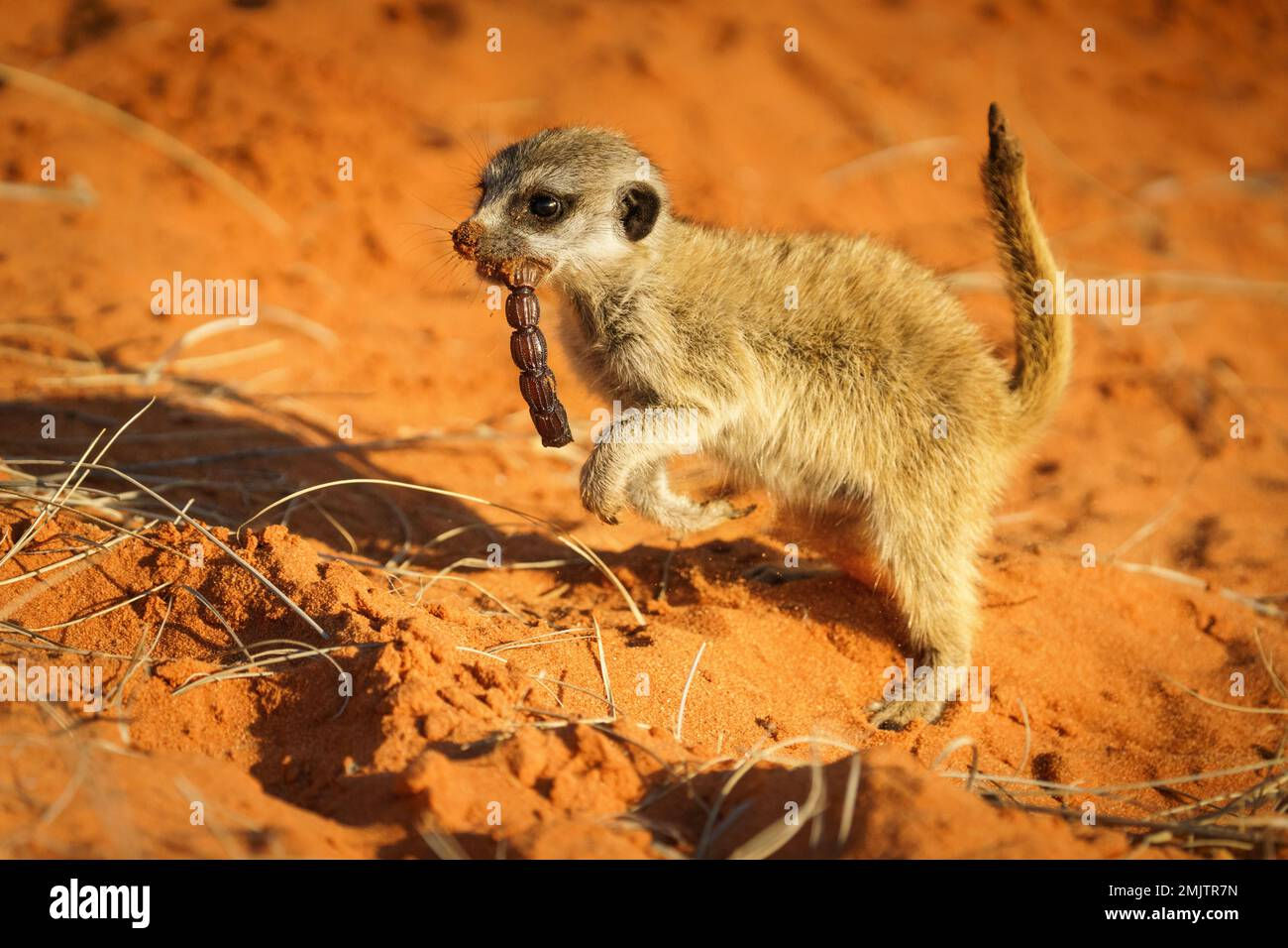 Wallpaper #YPQzOZMBKFX8bn3rnnbQ376 Meerkats Eating Scorpions