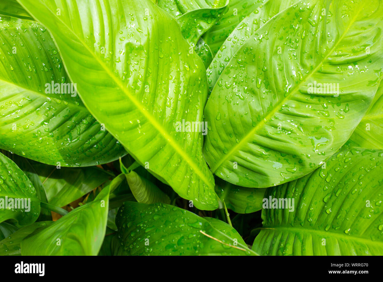 Wallpaper #am19apcBycdYOYFTxHE6173 Green Leaf Pattern Stock Photo Alamy