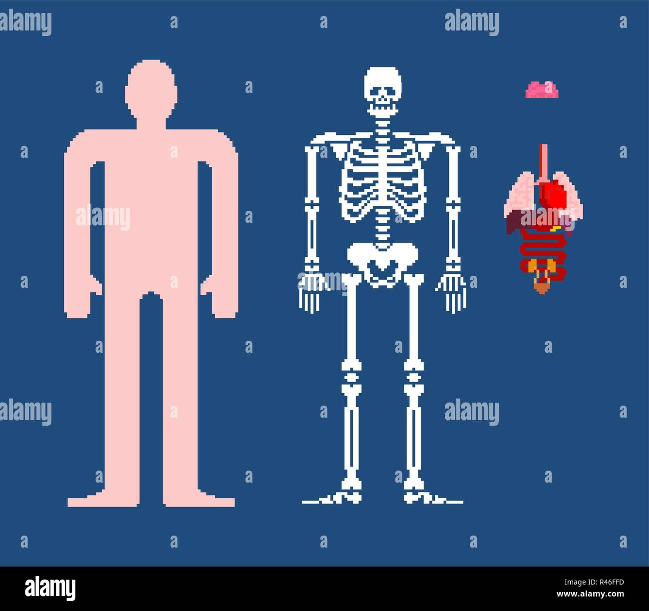Wallpaper #WWdkEpMBSpphPi3-tvsO194 Human Anatomy Pixel Art 8bit Internal Organs and Skeleton Pixelate