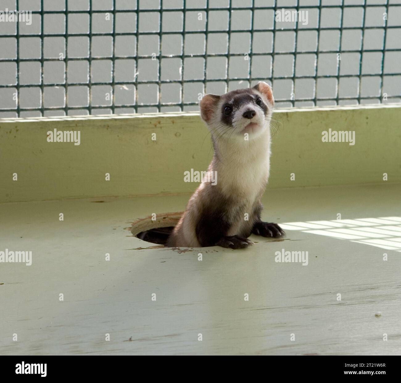 Wallpaper #dx2vLJMBlOZrFDOkYst5205 This Photo Was Taken at Black Footed Ferret Recovery Program in