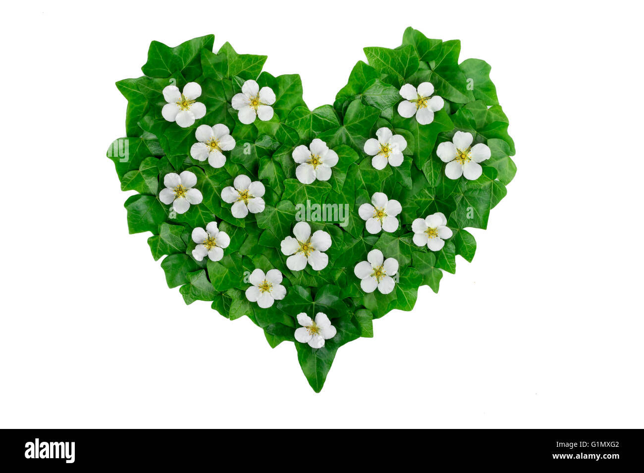 Wallpaper #Tmd395IBSpphPi3-tobx71 Green Heart Pattern Made of Ivy Leaves and White Flowers Creative