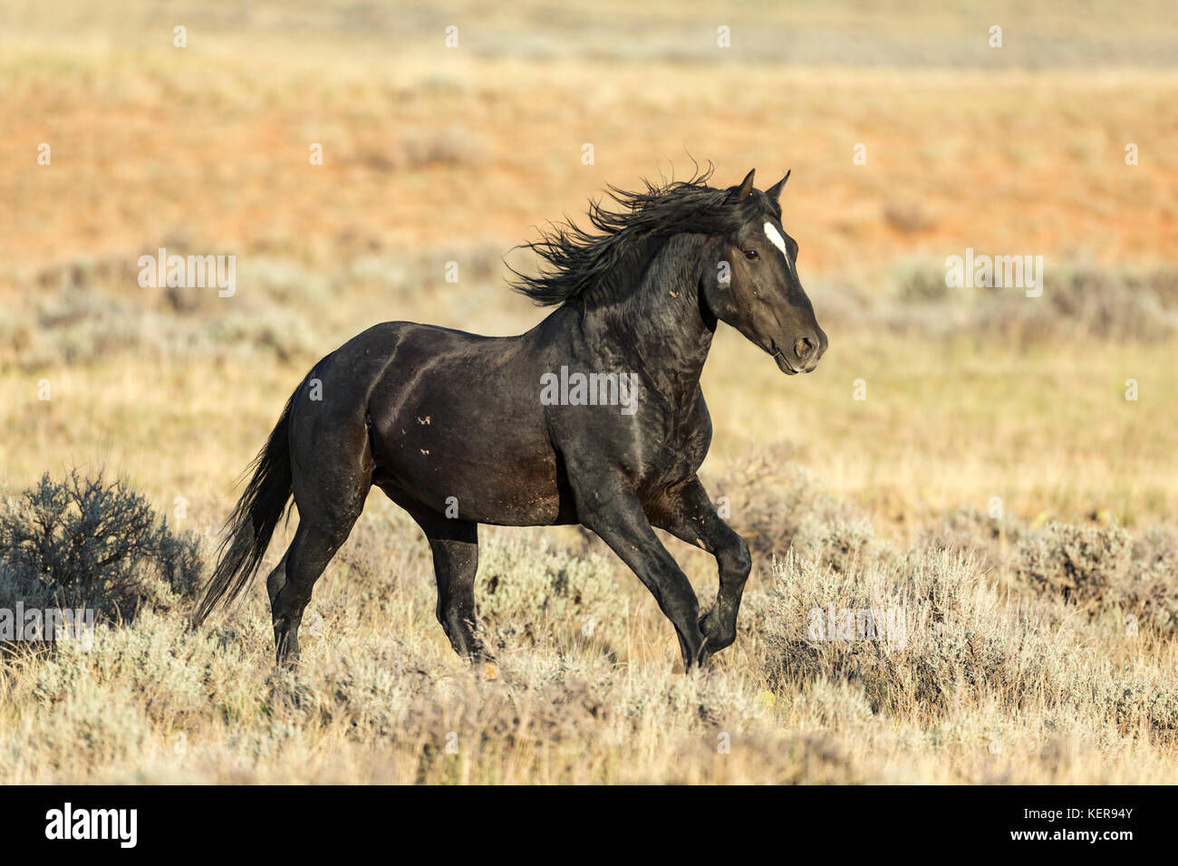 Wallpaper #IkWpjo4B7YBJg1BV953b51 Wild Mustang in Wyoming Galloping Stock Photo Alamy