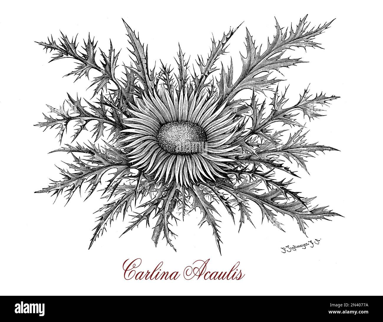 Wallpaper #_F7fMpMBborbLbczHl-2364 Hand Drawn Carline Thistle Hi Res Stock Photography and Images Alamy