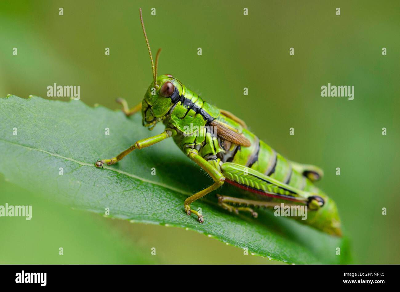 Wallpaper #52dX-ZIBSpphPi3-PYxS292 Grasshopper Miramella Alpina Hi Res Stock Photography and Images Alamy