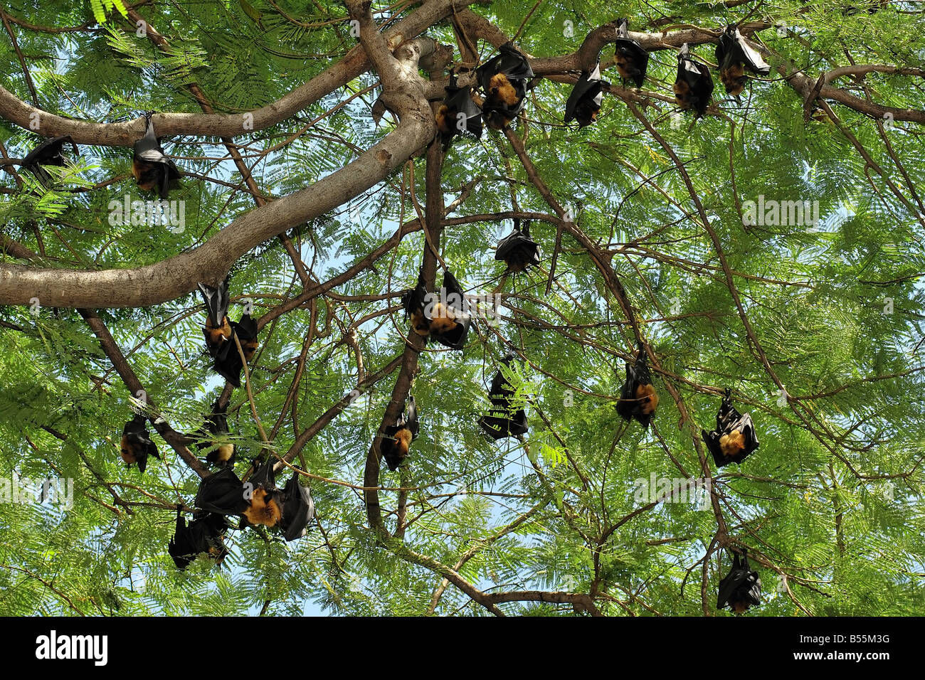 Wallpaper #2mdTDJMBSpphPi3-nt1P255 Group of Fruit Bats or Flying Foxes Hanging in the Trees Stock Photo