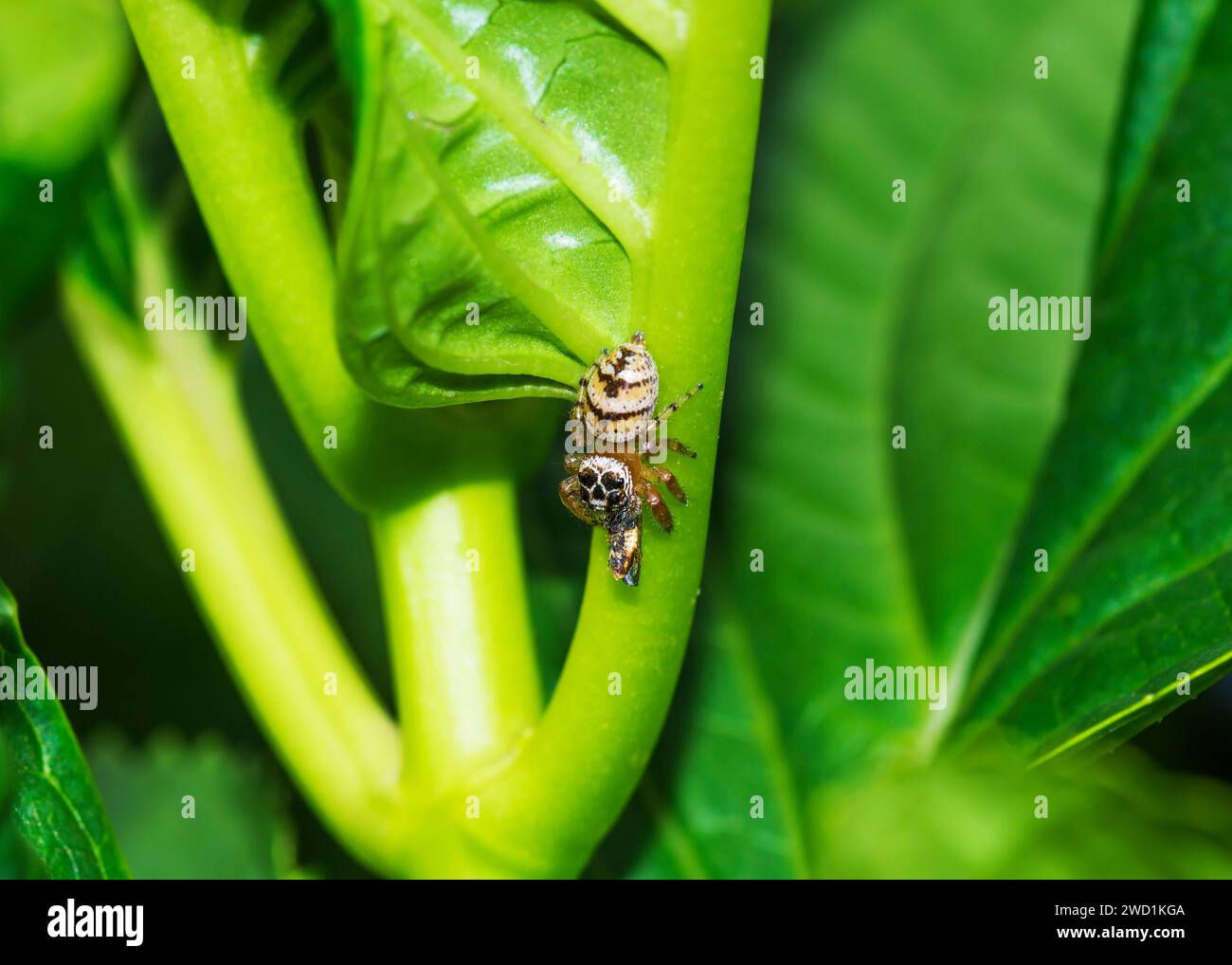 Wallpaper #wWeM-5IBSpphPi3-WJSY490 Jumping Spider Skull Pattern Head Rare Very Few Sightings South Africa