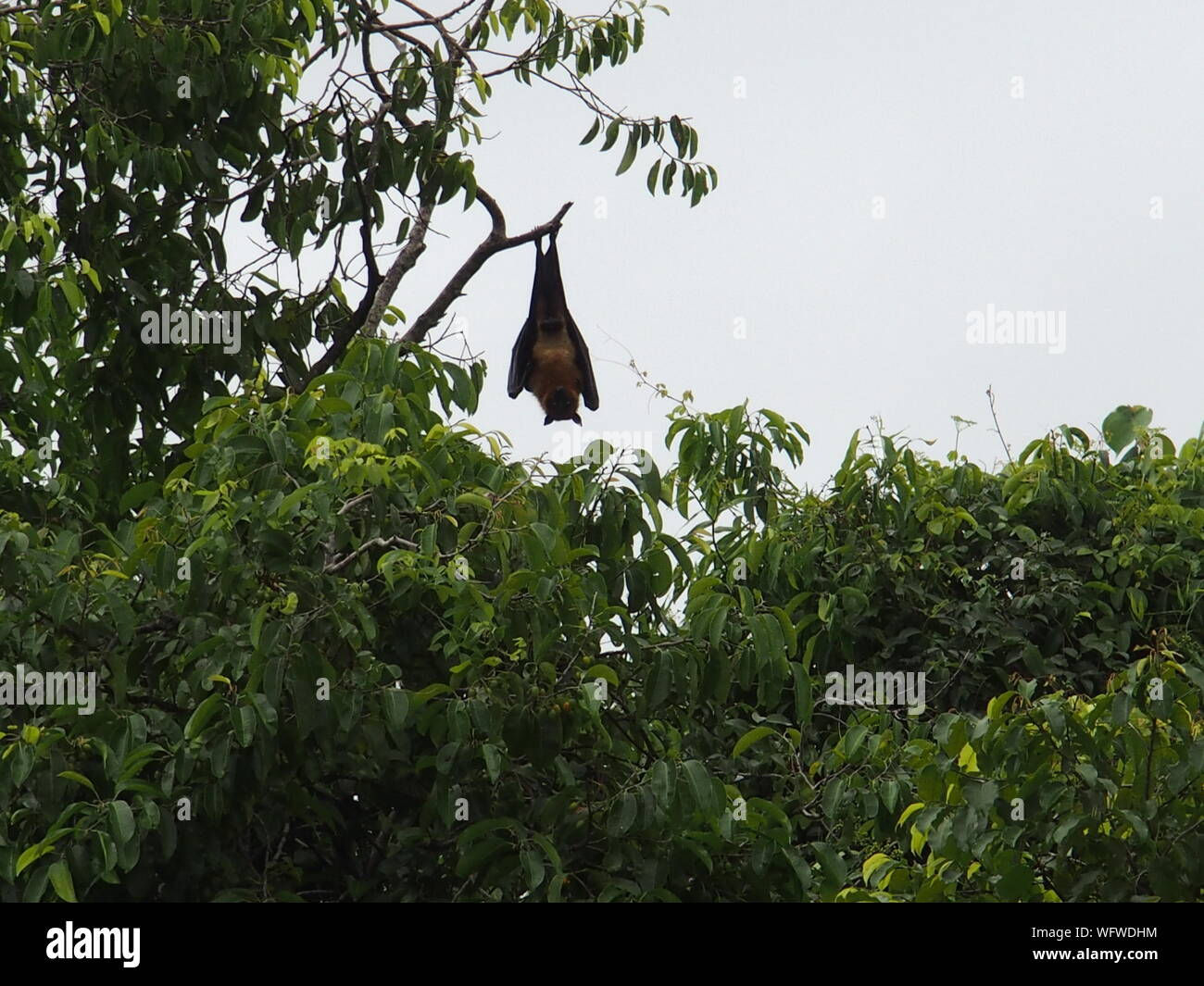 Wallpaper #2mdTDJMBSpphPi3-nt1P131 Fruit Bat Hanging in Tree Hi Res Stock Photography and Images Alamy