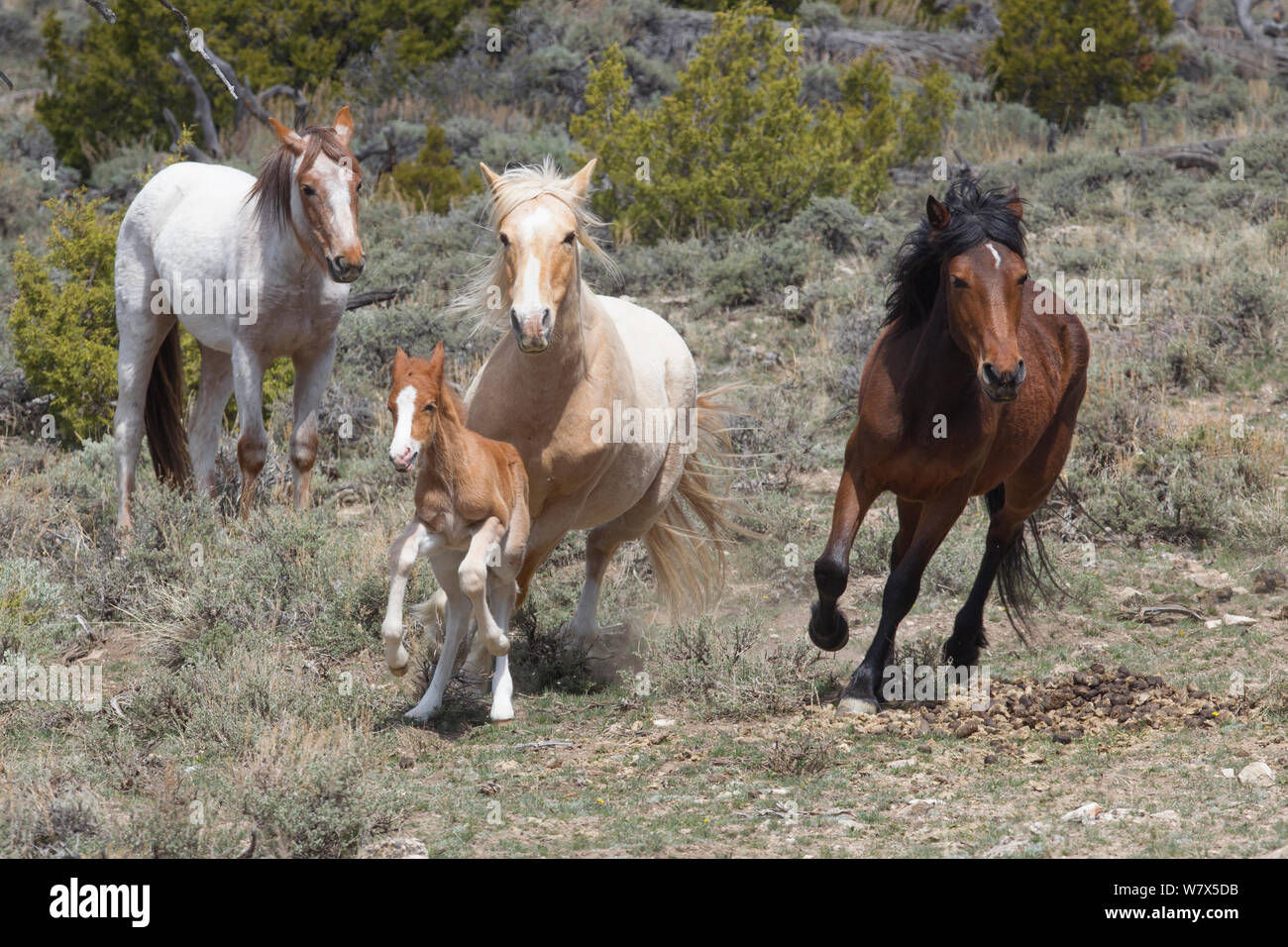 Wallpaper #IkWpjo4B7YBJg1BV953b18 Horses Galloping Group Hi Res Stock Photography and Images Alamy