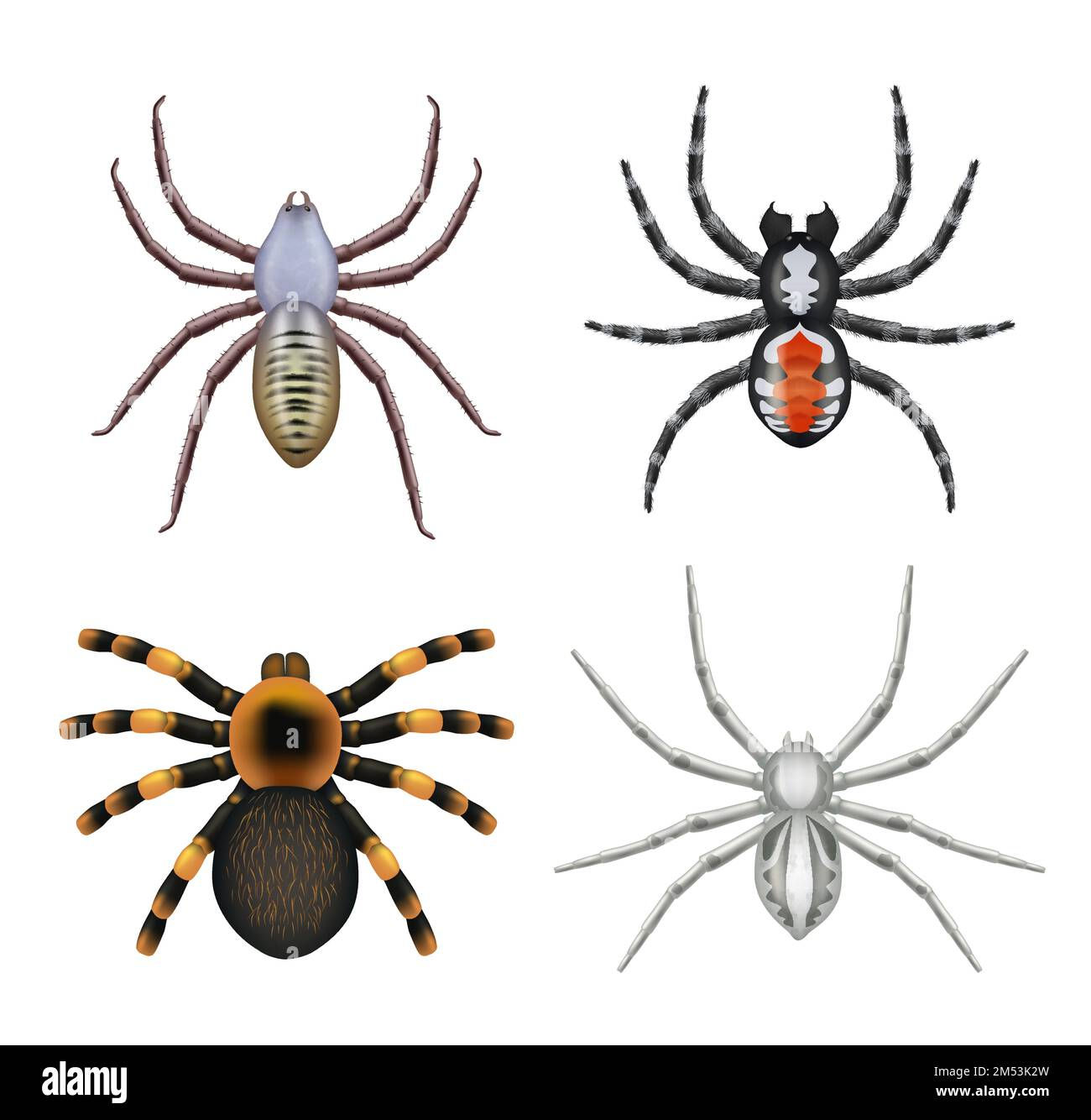 Wallpaper #tWgrGZMBSpphPi3-wxVR457 Phobia for Insects Stock Vector Images Alamy