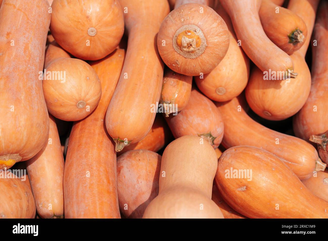 Wallpaper #GSyrSpMB0E1QgA7wSfdY355 Organic Background Long Pumpkin Stock Photo Alamy