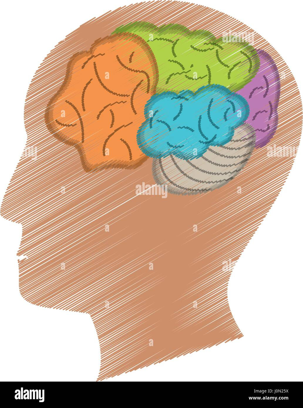 Wallpaper #WWdkEpMBSpphPi3-tvsO317 Drawing Profile Head Brain Stock Vector Image Art Alamy