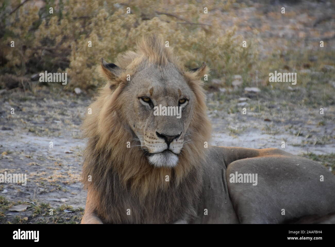 Wallpaper #354B4 Male Lion Hunting at Night 1 Andrew Yeoman Flickr