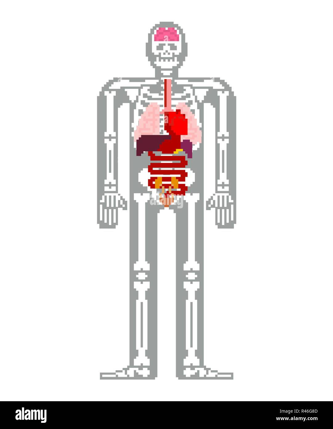 Wallpaper #WWdkEpMBSpphPi3-tvsO245 Human Anatomy Pixel Art 8bit Internal Organs and Skeleton Pixelate
