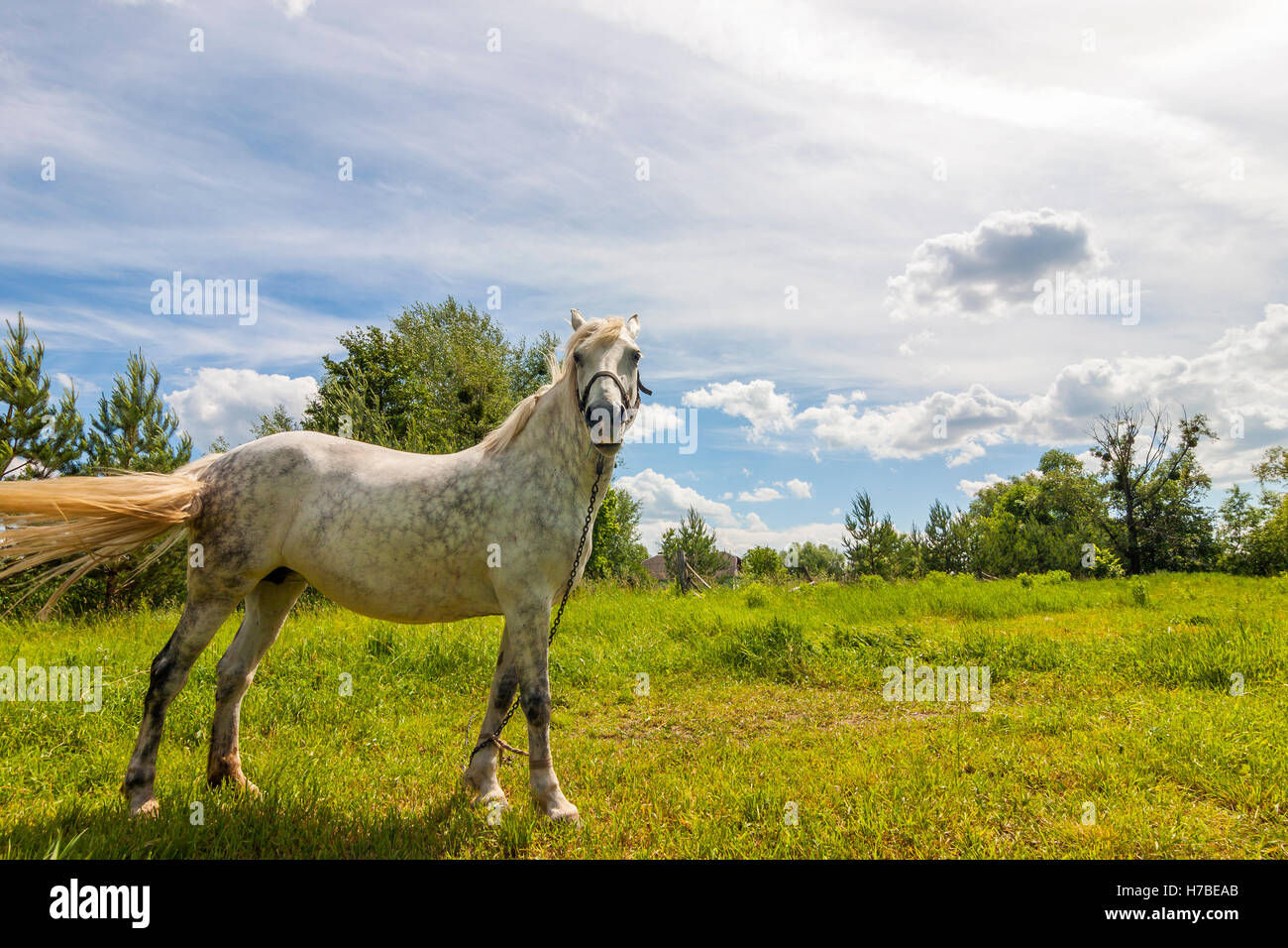 Wallpaper #8h2ULJMBlOZrFDOkIMqE59 Beautiful White Horse on Pasture with Green Grass Stock Photo Alamy