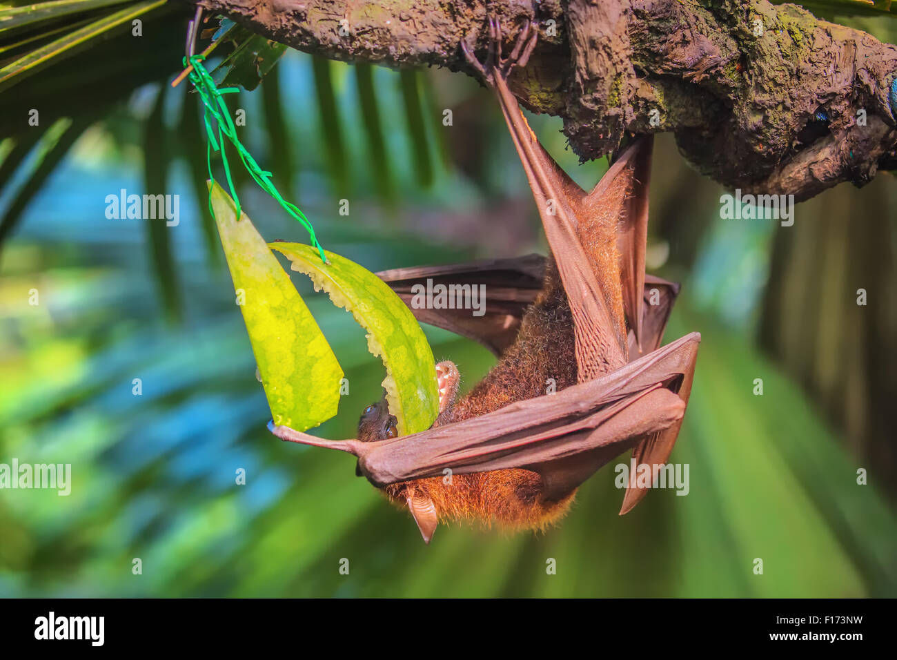 Wallpaper #2mdTDJMBSpphPi3-nt1P194 Giant Fruit Bat Stock Photos Giant Fruit Bat Stock Images Alamy