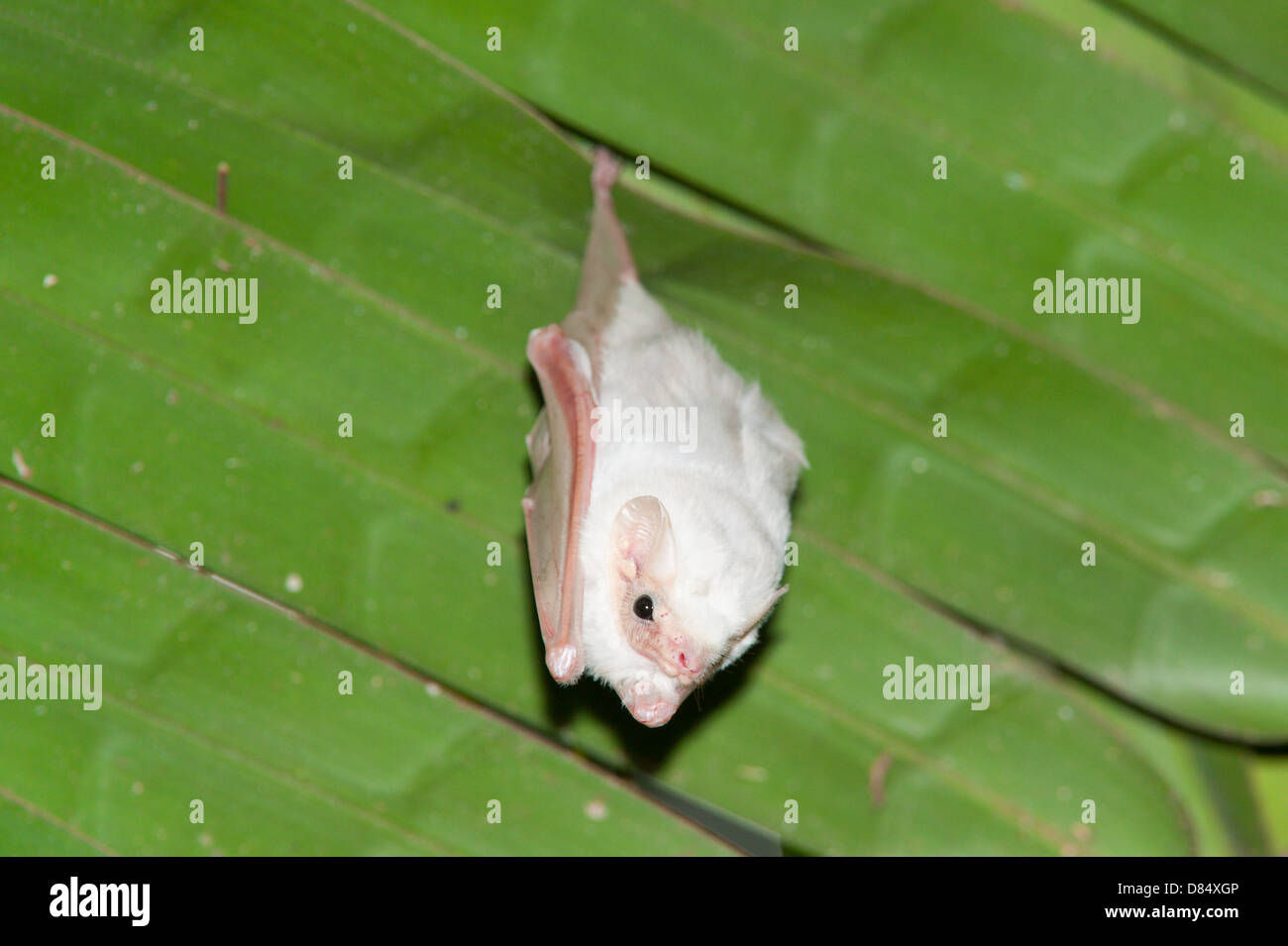 Wallpaper #2mdTDJMBSpphPi3-nt1P215 Honduran White Bat Hanging a Palm Tree Leaf in Costa Rica Central