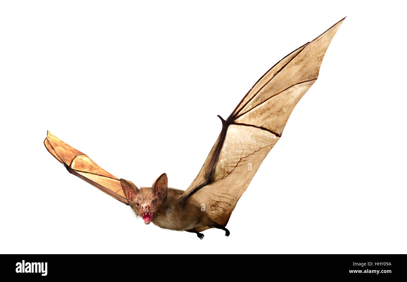 Wallpaper #txnGHY8BtGB6xQ78rHfr50 Vampire Bat Hi Res Stock Photography and Images Alamy