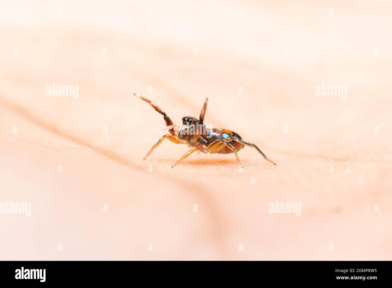Wallpaper #wmfS65IBSpphPi3-9k4K21 Metallic Jumping Spider on My Hand Stock Photo Alamy