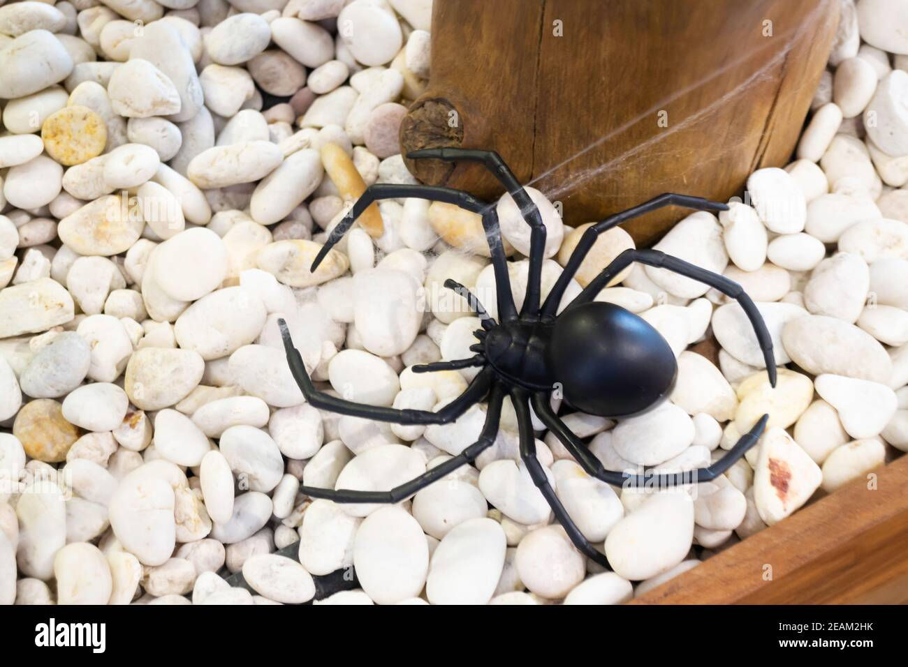 Wallpaper #HfQqOpMBKFX8bn3rhHgw10 Black Clockwork Plastic Toy Spider Stock Photo Alamy