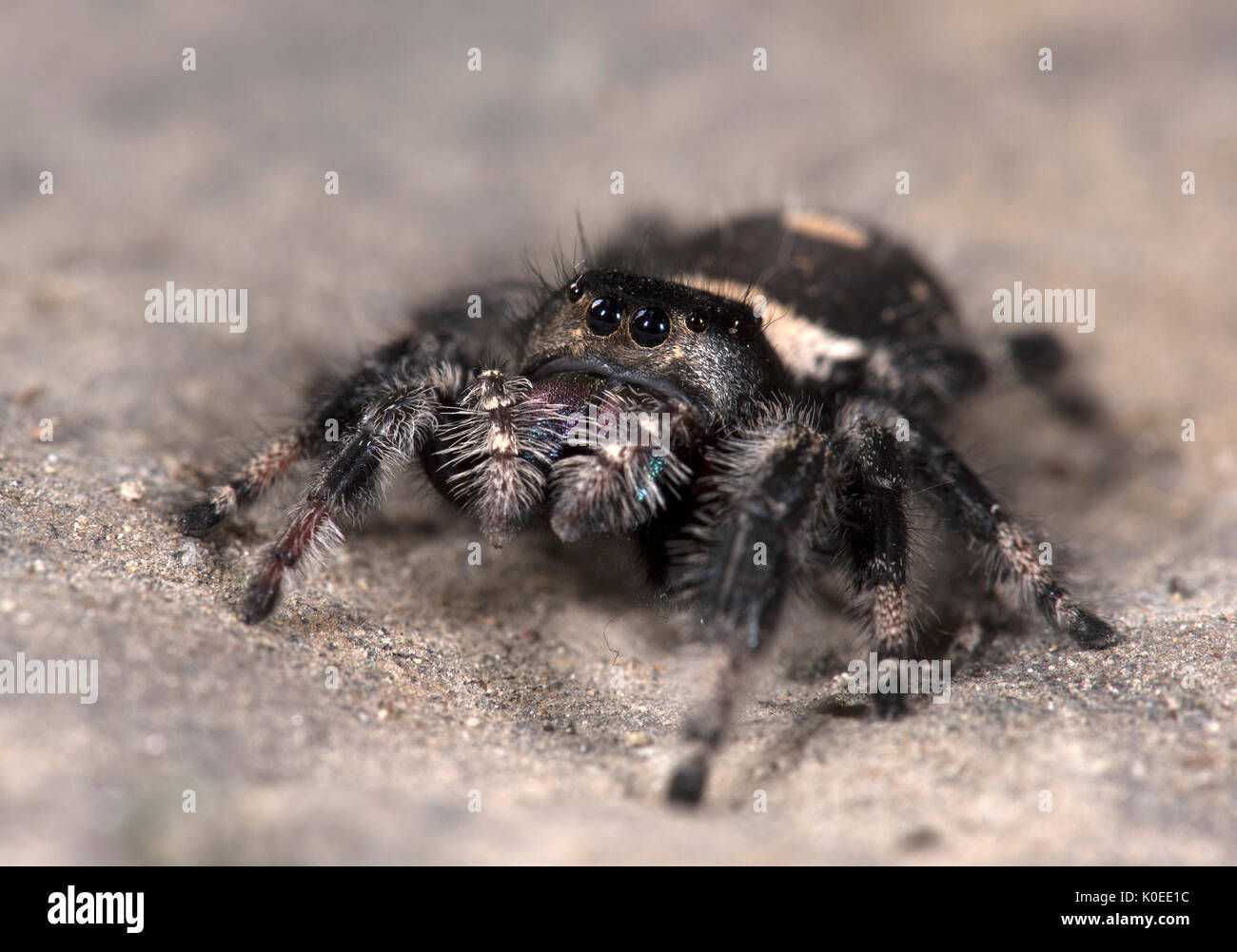Wallpaper #e2dv9JIBSpphPi3-JXru13 Regal Jumping Spider Phyddipus Regius Female Largest Species of