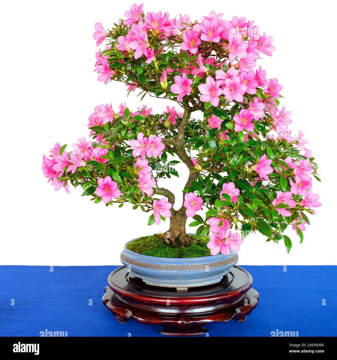 Wallpaper #d8e0c Satsuki Azalea Bonsai Trees Buy Online Greenwood Bonsai Studio