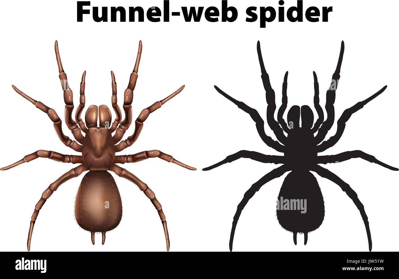 Wallpaper #MmhtGpMBSpphPi3-Uxyl367 Huntsman Spider Stock Vector Images Alamy