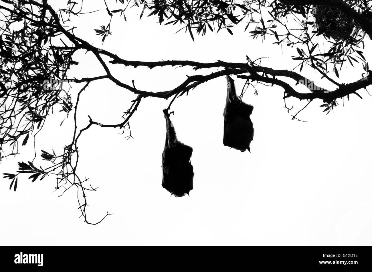 Wallpaper #2mdTDJMBSpphPi3-nt1P216 Bats Hanging Animals Black and White Stock Photos Images Alamy