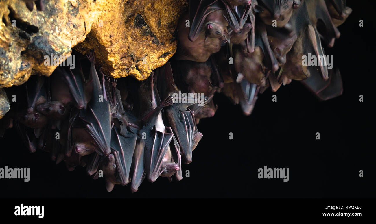 Wallpaper #shnGHY8BtGB6xQ78GHfJ36 Bat Swarm Stock Photos Bat Swarm Stock Images Alamy
