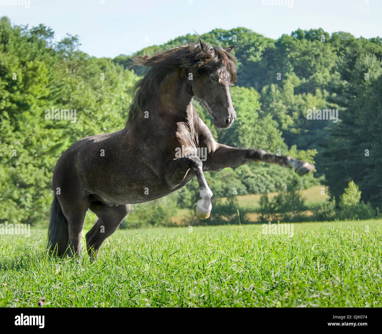 Wallpaper #-2cU-ZIBSpphPi3-KovY16 Rearing Black Stallion