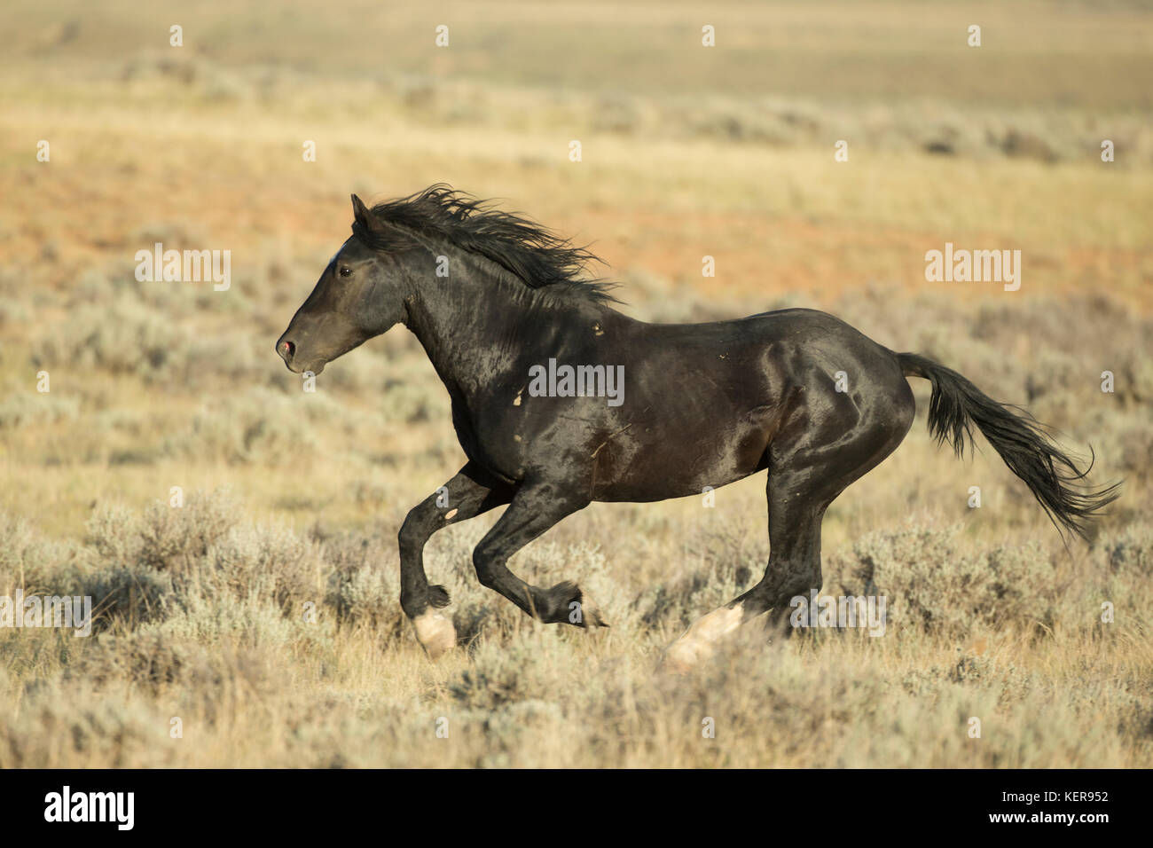 Wallpaper #IkWpjo4B7YBJg1BV953b20 Mustang Horse Running Hi Res Stock Photography and Images Alamy