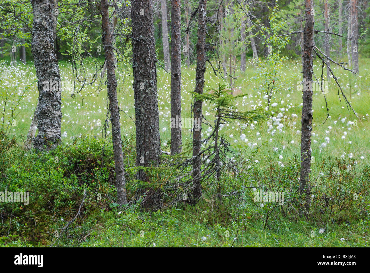 Wallpaper #rHfNJ5MB-pgBXx60M6f736 Taiga Forest Boreal Forest Biome Natural Wild Landscape in North